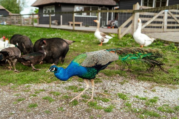 Dieren 2.jpg 