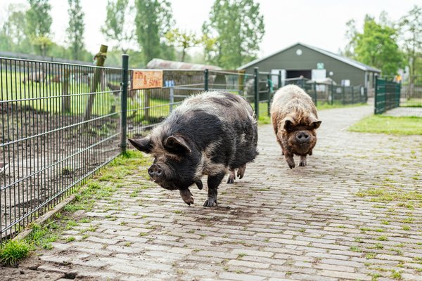 Dieren2.jpg 